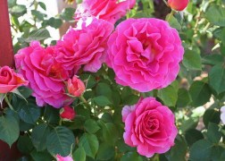  Floribunda rózsa / England